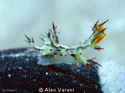 Quite rare Nudi: Dendronotus cf. regius "flying" on my gl... by Alex Varani 